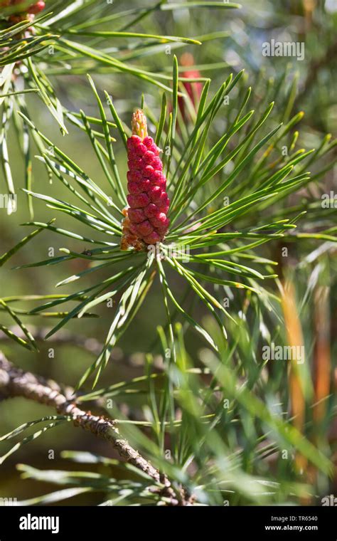 Pinus Sylvestris - Schottische Kiefer